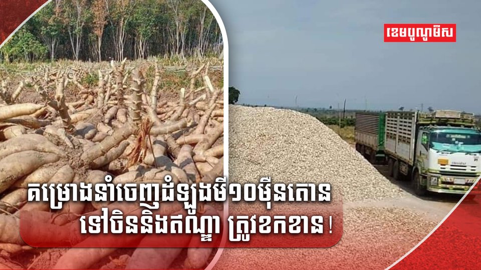 គម្រោងនាំចេញដំឡូងមី
