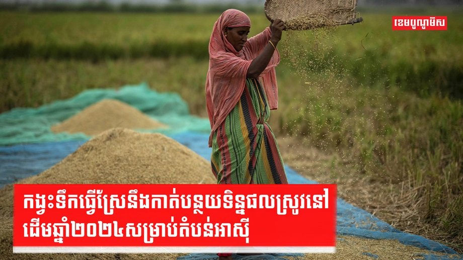 វិស័យស្រូវ អង្ករ