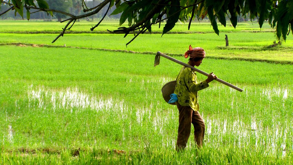 អ្នកជំនាញ៖ វិស័យកសិកម្មកម្ពុជានៅតែជួបបញ្ហាប្រឈម ប្រសិនកសិករមិនផ្លាស់ប្ដូរទម្លាប់ផលិតដែលមិនស្របតាមទីផ្សារ