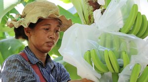 ស្រី្តម្នាក់កំពុងស្រោបផ្លែចេក