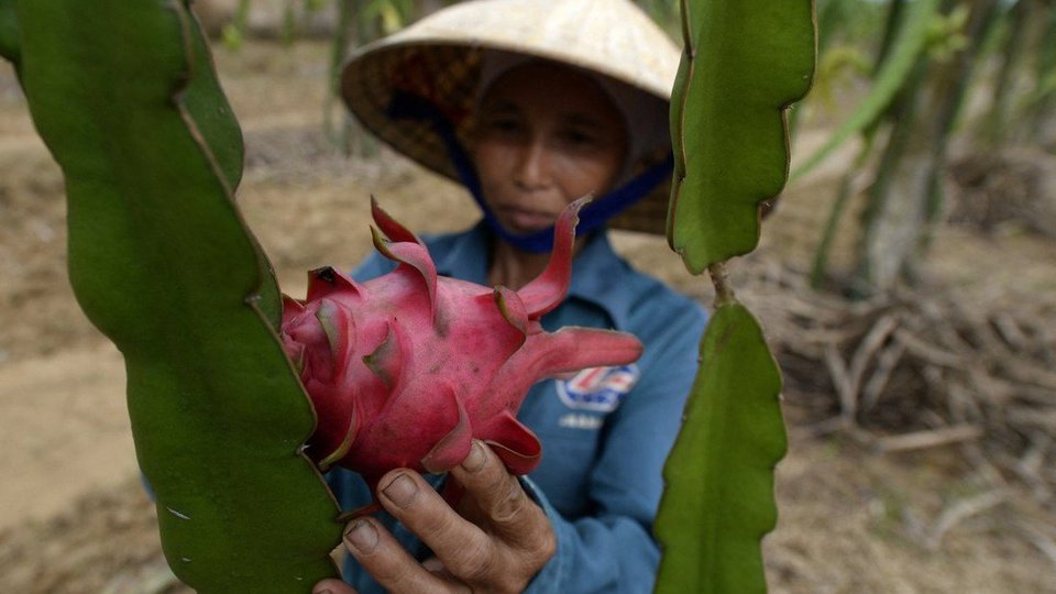 កសិករវៀតណាមម្នាក់កំពុងប្រមូលផលដំនាំប្រការនាគ