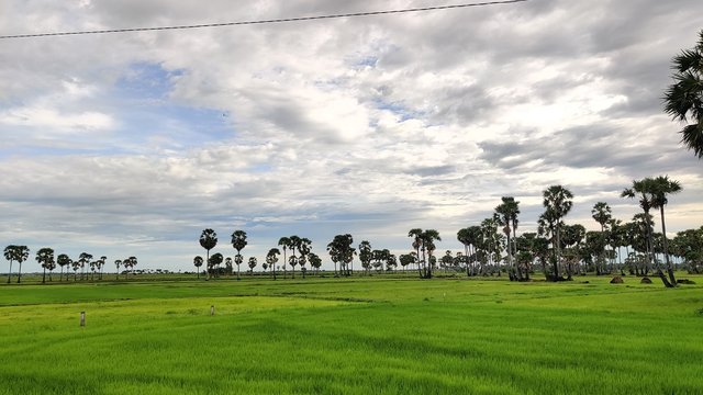 វាលស្រែមួយកន្លែង ក្នុងស្រុកស៊ីធរកណ្ដាល ខេត្តព្រៃវៃង ឆ្នាំ២០២២ ។ រូបភាព៖ ខេមបូណូមីស