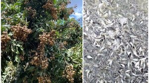រូបភាព៖ ផ្លែមៀនប៉ៃលិន និងត្រីប្រា