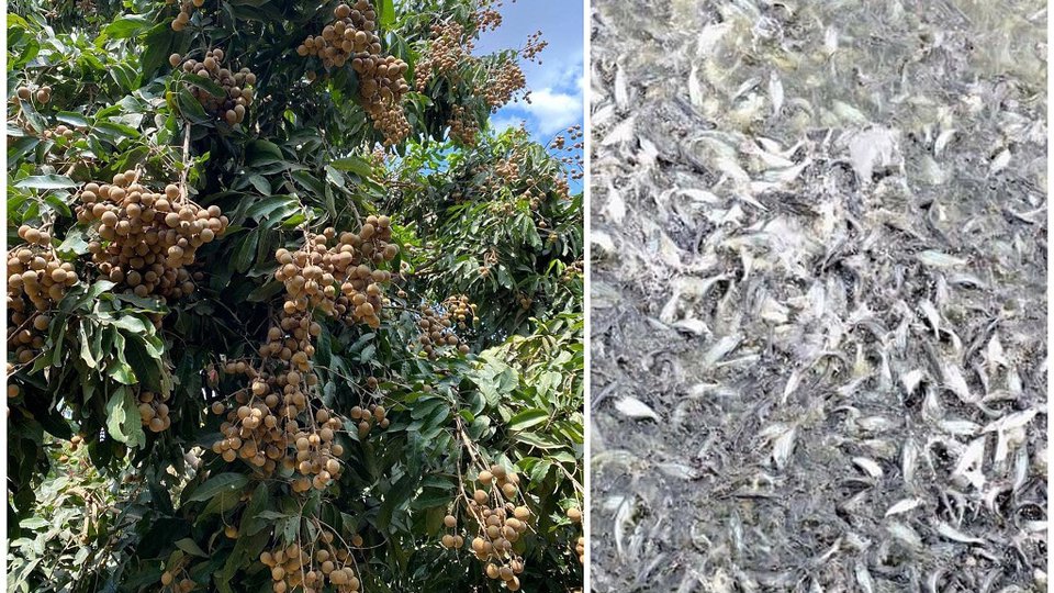 រូបភាព៖ ផ្លែមៀនប៉ៃលិន និងត្រីប្រា