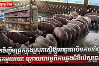 វិស័យចិញ្ចឹមសត្វ