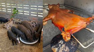 ជ្រូកកណ្ដុរ ដែលជាសត្វជ្រូកមួយប្រភេទ ដែលច្រើនចិញ្ចឹមដោយជនជាតិដើមភាគតិចនៅក្នុងខេត្តមណ្ឌលគិរីនាពេលបច្ចុប្បន្ន (រូបថត៖ កសិដ្ឋានជ្រូកកណ្តុរ)