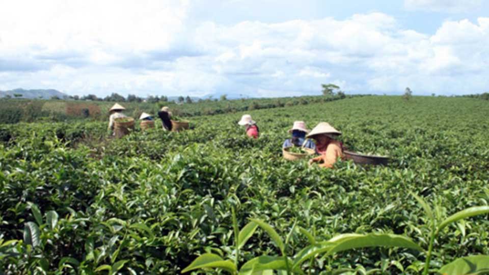 ចម្ការ តែ នៅវៀតណាម។