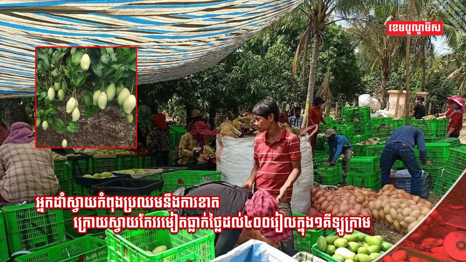វិស័យកសិកម្ម
