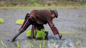 ថៃ និងវៀតណាមសហការគ្នាជាលើកដំបូងដំឡើងថ្លៃទីផ្សារអង្ករពិភពលោក