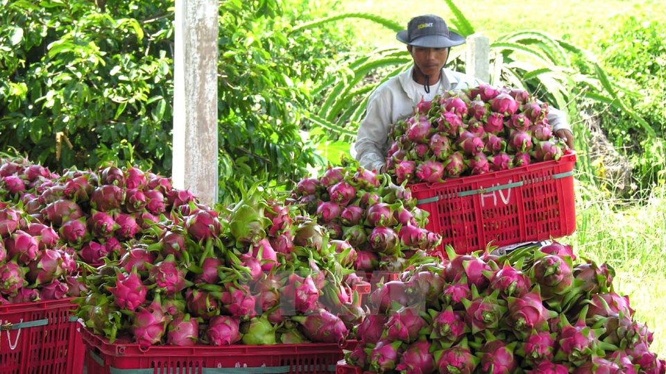 បុរសម្នាក់កំពុងប្រមូលផលស្រការនាគវៀតណាម