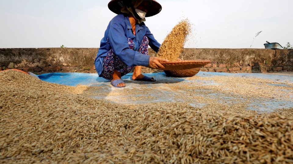 ពូជស្រូវពីវៀតណាម កំពុងដាំដុះកាន់តែច្រើននៅថៃ ខណៈអ្នកជំនាញបារម្ភពីផលប៉ះពាល់ដល់ការនាំចេញ