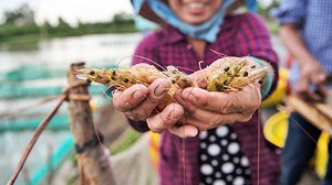 កសិដ្ឋានចិញ្ចឹមបង្គារនៅវៀតណាម