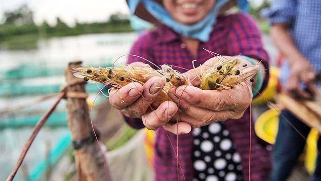 កសិដ្ឋានចិញ្ចឹមបង្គារនៅវៀតណាម
