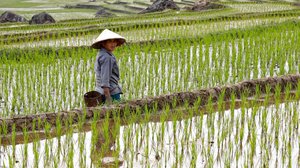 កសិករវៀតណាមកំពុងដើរទប់ទំនប់ស្រែ