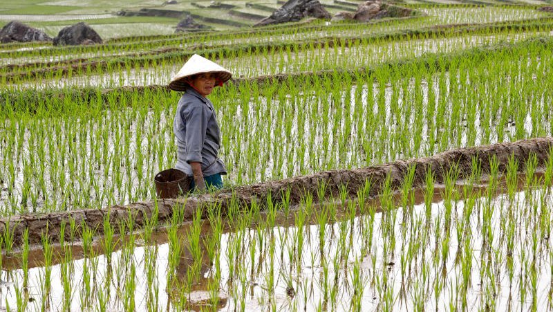 កសិករវៀតណាមកំពុងដើរទប់ទំនប់ស្រែ