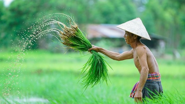 វៀតណាមមានមហិច្ឆតាក្លាយជាប្រទេសកំពូលទី១៥ សម្រាប់ការផលិតកសិកម្មសរីរាង្គ (រូបភាព៖ VN Express)