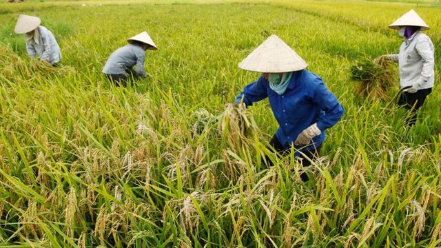 ឥទ្ធិពលនៃវីរុសកូរ៉ូណា អាចនឹងធ្វើឲ្យប៉ះពាល់ការនាំចេញកសិកម្មវៀតណាម ទៅកាន់ប្រទេសចិន (រូបភាព៖ VN Express)