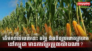 ទីផ្សារពោតក្រហម