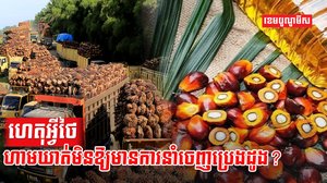 ប្រេងដូង
