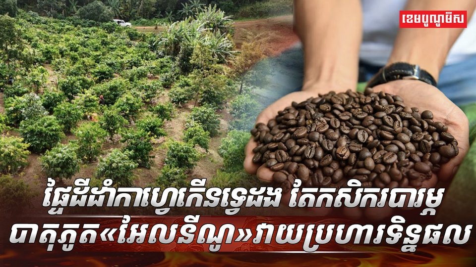 ដំណាំកាហ្វេ