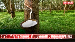 តម្លៃជ័រកៅស៊ូកម្ពុជា
