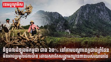 ដំឡូងមីជាង៦០% នៅតាមបណ្តាខេត្តជាប់ព្រំដែនមិនអាចប្រមូលផលបាន