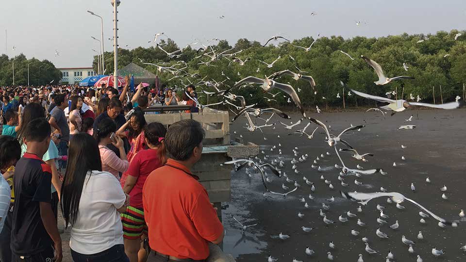 មជ្ឈមណ្ឌល​អប់រំ​ធម្មជាតិ​បាងភូ ជា​ទី​គយគន់​សត្វស្លាប​ដ៏​ពេញ​និយម​របស់​ប្រជាជនថៃ