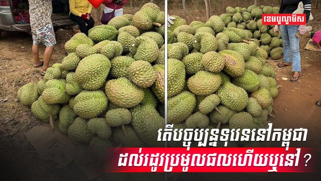 ដាំណាំទុរេន