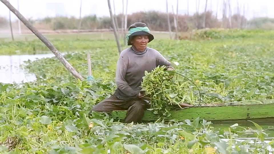 អ្នក​ដាំ​ត្រកួន​-កញ្ឆែត​នៅ​បឹង​ទំពុន បារម្ភ​ខ្លាច​បាត់​មុខរបរ ខណៈ​បឹង​នេះ​កំពុង​លុប​ដើម្បី​អភិវឌ្ឍ។ រូបភាព៖ ហេង ភារម្យ
