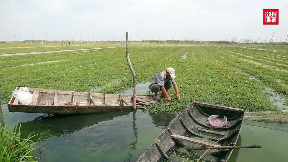 អ្នក​ដាំ​ត្រកួន​-កញ្ឆែត​នៅ​បឹង​ទំពុន បារម្ភ​ខ្លាច​បាត់​មុខរបរ ខណៈ​បឹង​នេះ​កំពុង​លុប​ដើម្បី​អភិវឌ្ឍ។