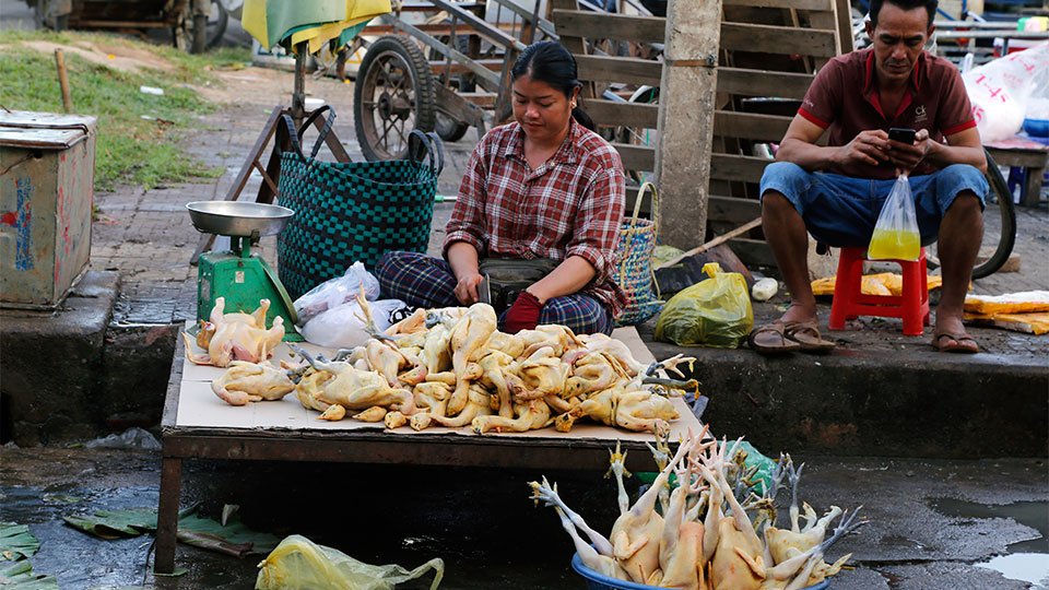 ចូរ​ប្រយ័ត្ន​ប្រយែង​ក្នុង​ការចម្អិន​ម្ហូប​ពី​មាន់​ទា​ព្រោះ​វា​អាច​បង្ក​ជំងឺ​ផ្ដាសាយ​បក្សី