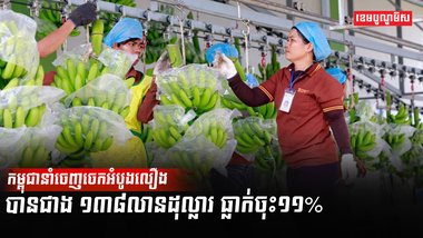 វិស័យកសិកម្ម