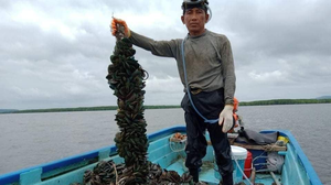 សហគមន៍អ្នកចិញ្ចឹមគ្រំចំពុះទានៅកោះកុង ទទូចស្វែងរកទីផ្សារក្នុងស្រុក ខណៈបច្ចុប្បន្នពឹងខ្លាំងលើទីផ្សារថៃ និង វៀតណាម