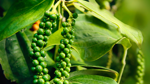 ម្រេចវៀតណាម (http://www.vietnamblackpepper.com)