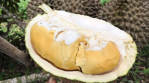ទុរេនកំពត