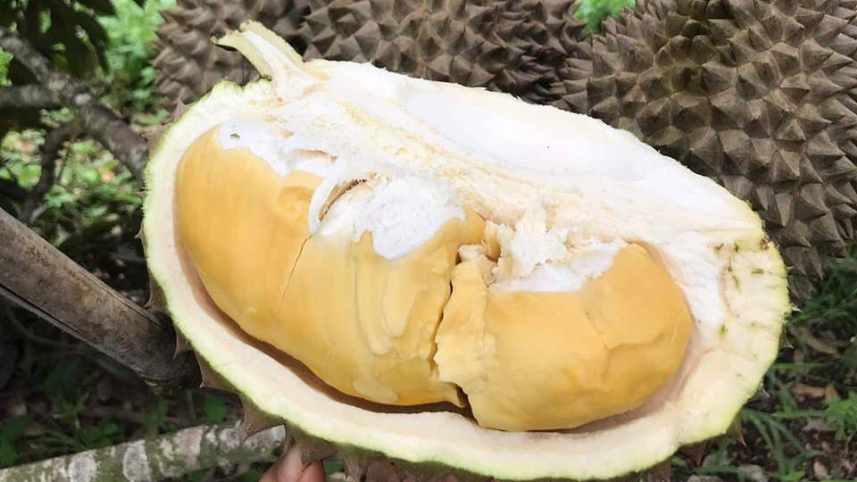 ទុរេនកំពត