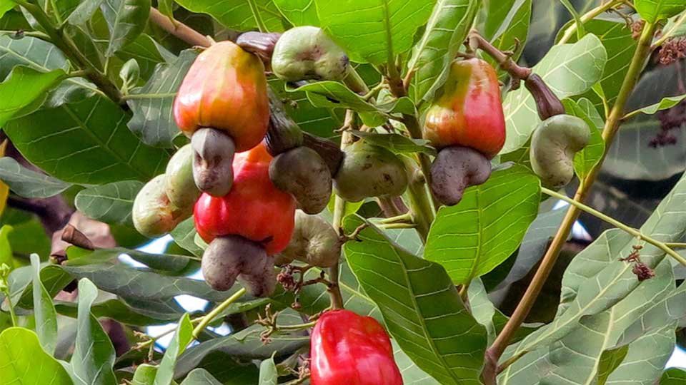 គ្រាប់ស្វាយចន្ទីកម្ពុជាទៅវៀតណាមបន្តធ្លាក់ចុះ ៤៤%