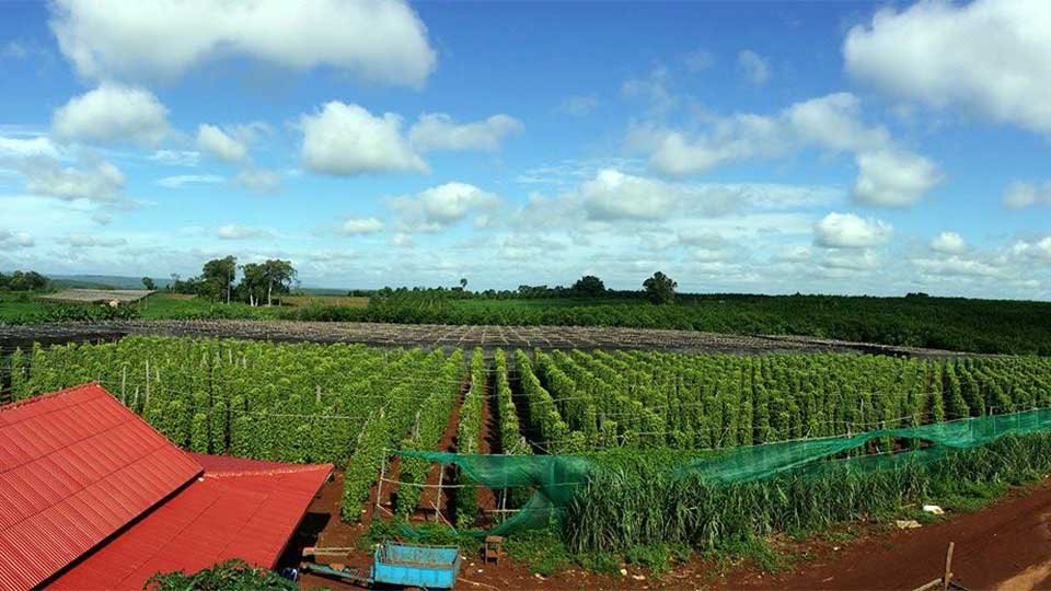 លោក ច័ន្ទ សុផល អ្នក​វិភាគ​សេដ្ឋកិច្ច​ឯករាជ្យ