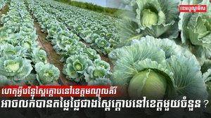 វិស័យកសិកម្ម