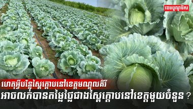 វិស័យកសិកម្ម