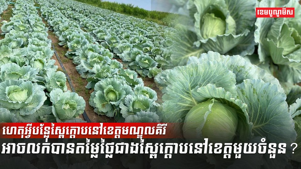 វិស័យកសិកម្ម