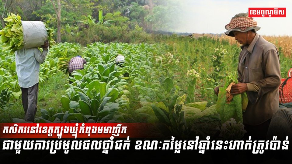 អ្នកដាំថ្នាំជក់នៅឆ្នាំនេះហាក់ត្រូវប៉ាន់!