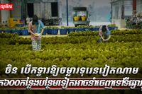 ទីផ្សារទុរេន
