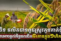 ចិន ផលិតបានពូជស្រូវកូនកាត់ថ្មី