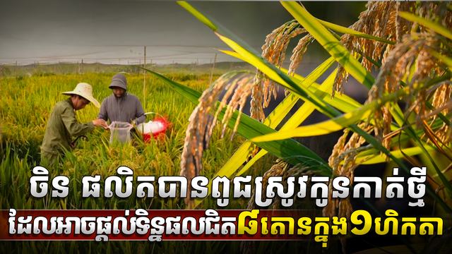 ចិន ផលិតបានពូជស្រូវកូនកាត់ថ្មី