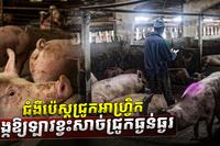 ជំងឺប៉េស្តជ្រូកអាហ្វ្រិក