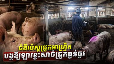 ជំងឺប៉េស្តជ្រូកអាហ្វ្រិក