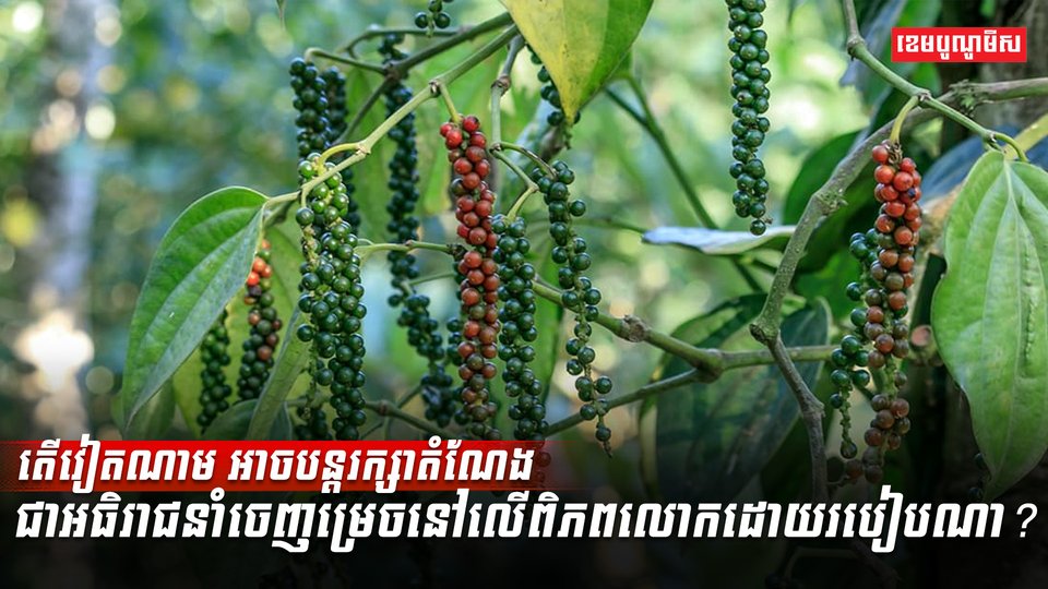 ដំណាំម្រេច