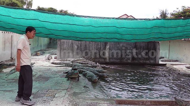 អ្នក​ចិញ្ចឹម​ក្រពើ​អំពាវនាវ​ឲ្យ​រដ្ឋាភិបាល​ជួយ​រក​ទីផ្សារ​សម្រាប់​ការ​លក់កូន​ក្រពើ។