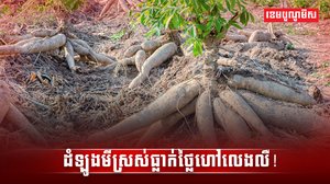 ទីផ្សារដំឡូងមី